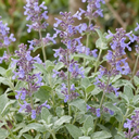 Nepeta Faassenii Catmint Plants (Set of 3 or 6)