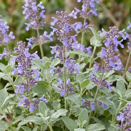 Catmint with soft lavender-blue flower spikes above aromatic grey-green leaves