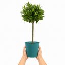 3L Bay Tree 60-70cm, Culinary Evergreen, Nursery Pots