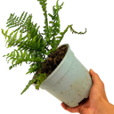 Alpine Wood Fern Dryopteris Wallichiana Jurassic Gold Plant (2L Pot)