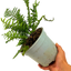 1 Large Plant - Alpine Wood Fern Dryopteris Wallichiana Jurassic Gold, 2L Pot