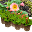 Set of 3 or 6 Large Plants - Polyanthus Stella Champagne, Ready to Plant in Your Garden, 1L