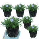 Phlox Emerald Cushion Blue Alpine Plants (Set of 3 or 6)