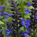 Salvia Sangoons Black & Bloom Plant (5L Pot)