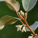 Elaeagnus Ebbingei Plant