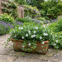 Vinca Minor Gertrude Jekyll Plants