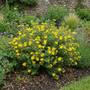 Potentilla Goldfinger Hardy Yellow Flowering Shrub Plant (2L Pot)