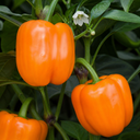 Grow Your Own Sweet Pepper Snack Orange Plant
