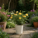 3Ltr Patio Rose Bush, Nursery Pots, Garden Ready
