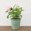 3Ltr Pink Patio Rose Bush, Outdoor Garden Ready, Pots