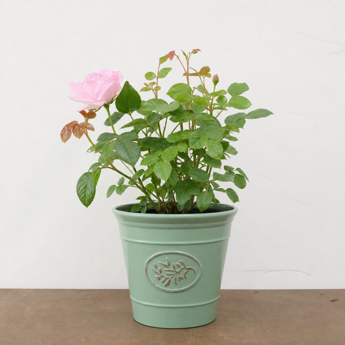 Patio Rose, Pink – Compact Repeat Flowering Rose (3L Pot)