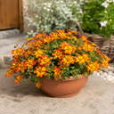 Bidens Taka Tuka Red Yellow Brush Trailing Plants