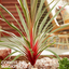 1 Large Plant - Cordyline Magic Star, Ready to Plant in Your Garden, 3L Rootball