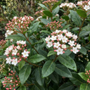 Viburnum Tinus Evergreen Privacy Hedge Plants (Set of 3 or 6)