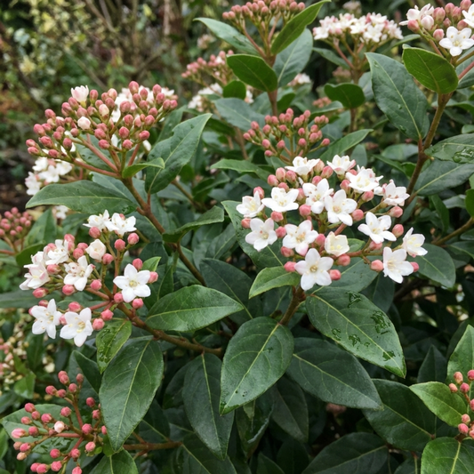 Viburnum tinus in bud and bloom, pink buds opening to white clusters among dark leaves