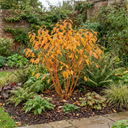 Cornus Midwinter Fire Shrub Plant (3L Pot)