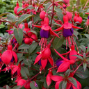 Fuchsia Tom Thumb Plants