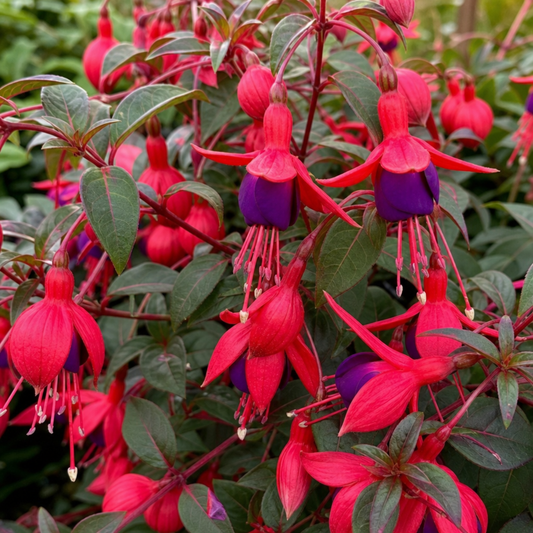 Dwarf fuchsia thick with scarlet-sepalled flowers and violet-purple skirts among dark green leaves