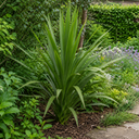 3 Cordyline Australis Plants, Hardy Evergreen, 9cm Pots