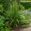 3 Cordyline Australis Plants, Hardy Evergreen, 9cm Pots