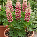 Lupin Legendary Rose Shades Plants