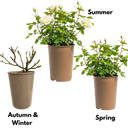 White Blooms Plant (3L Pot)