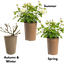 1 x  Large 3Ltr Potted Rose Bush – White Blooms, Ready to Plant in Your Garden