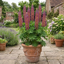 Lupin Masterpiece Plants