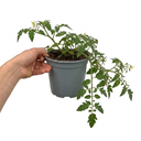 Tumbling Tom Yellow Cherry Tomato Plants