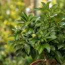 5Ltr Meyer Lemon Citrus Tree, Nursery Pots, Fruiting