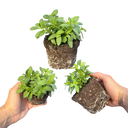 Calibrachoa Cabaret Pure Yellow Plants (Set of 3 or 6)