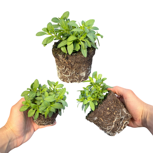 Calibrachoa 'Cabaret Pure Yellow' (Million Bells) – Trailing Summer Bedding (Set of 3 or 6)