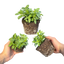 Set of 3 or 6 Large Plants - Calibrachoa Cabaret Pure Yellow, Outdoor Garden Ready