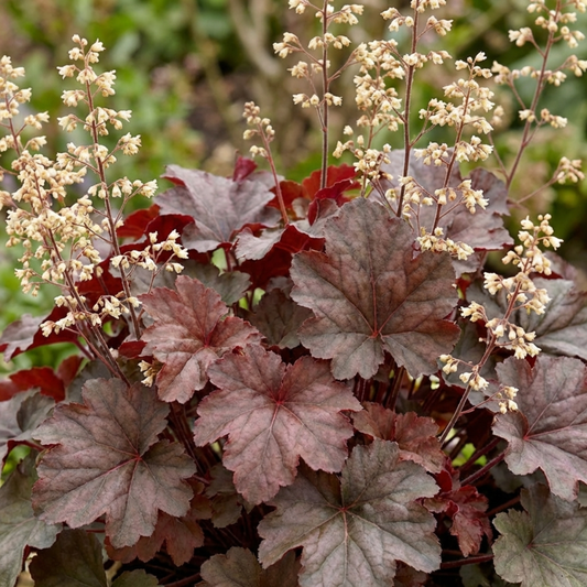 Heuchera 'Palace Purple' with bronze-purple maple-like leaves and airy cream flower sprays