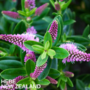 1 Large, Garden Ready Plant - Hebe New Zealand (Shrubby Veronica), 17cm / 2L Pot