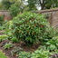 Aucuba Japonica Rozannie Plants