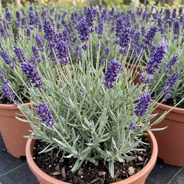 Lavender Hidcote Blue Plants