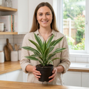 Dracaena White Jewel Dragon Tree Plants