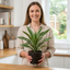 1 Dracaena White Jewel Dragon Tree Live Houseplant, Low Maintenance Indoor Plant, 17cm Root-ball