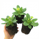 Primula Little Queen Lime Plants (Set of 3 or 6)