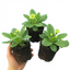 Set of 3 or 6 Primula Little Queen Lime Hardy Perennial Plants, Bee Friendly Spring Flowering, Outdoor Cottage Garden Ready, 1 Litre Root-Ball