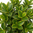 Ligustrum Muster Privet Hedging Plants
