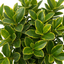 1 Ligustrum Muster Privet Hedging Plant, Fast Growing Evergreen Privacy Hedge, 19cm/3L Root Ball