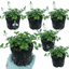 Set of 3 or 6 Veronica Repens Creeping Speedwell Plants, Hardy Flowering Perennial Ground Cover, Outdoor Garden Ready, 1 Litre / 11cm Root-Ball