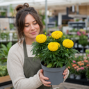 Marigold Durango Yellow Plant (2L Pot)