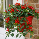 Chilli Pepper Plants, Peppers from Heaven Red, 25cm Pots