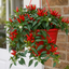 Chilli Pepper Plants, Peppers from Heaven Red, 25cm Pots