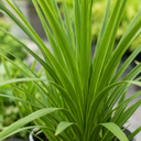 3 Cordyline Australis Plants, Hardy Evergreen, 9cm Pots