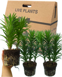 Asiatic Lily Orange Plant