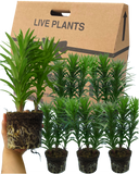 Asiatic Lily Orange Plant
